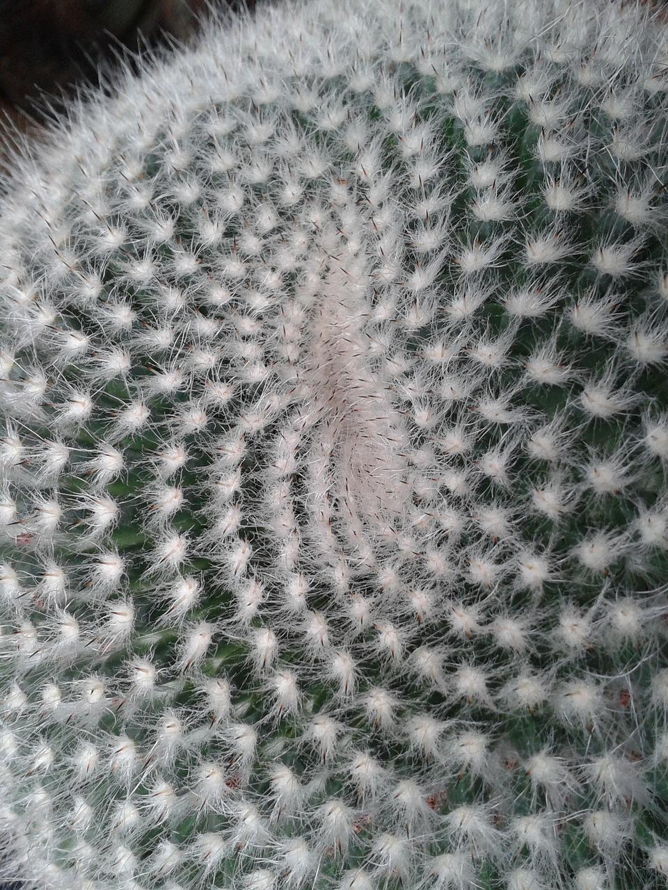 Cactus infini