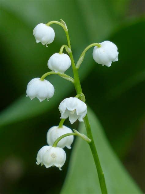 Muguet